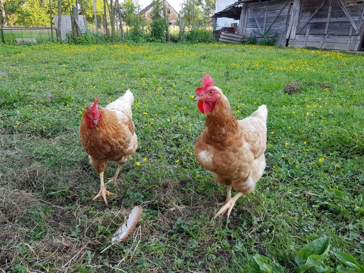 Homestay Kapl Ledinek ภายนอก รูปภาพ